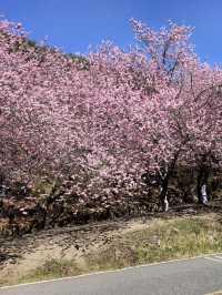 粉嫩山谷裡的夢幻仙境：武陵農場櫻花季🌸