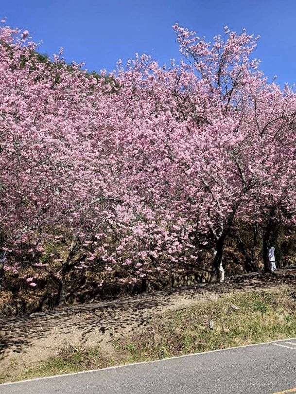 粉嫩山谷裡的夢幻仙境：武陵農場櫻花季🌸