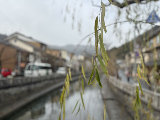 城崎温泉：柳樹與雨中的靜謐🌧️🌿