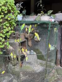 【バリ島/ウブド】リーズナブルでおいしいワルン