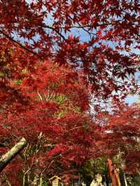東京｜交通攻略｜新倉山淺間公園｜富士山經典打卡路線