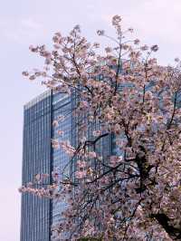  東京｜交通攻略｜東京經典賞櫻路線一日遊