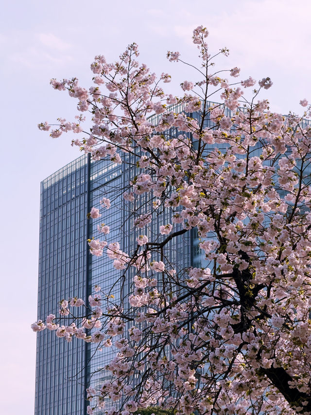  東京｜交通攻略｜東京經典賞櫻路線一日遊