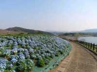 Oita – The Onsen Gateway of Kyushu’s Heart