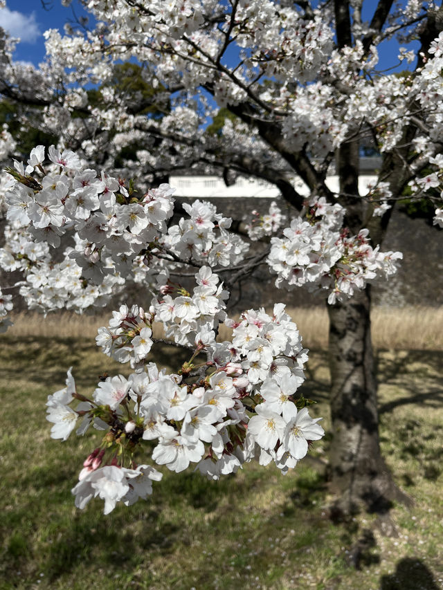 🏞️【皇居春日限定開放】趕上滿開櫻花×最後開放日！東京市中心的賞櫻驚喜體驗 🌸
