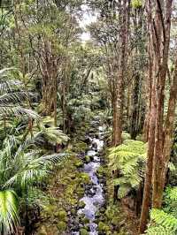 Whangārei – Where Waterfalls and Wilderness Meet