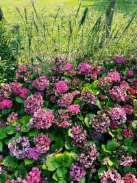 台北｜大安森林公園繡球花季｜都市中的浪漫花海