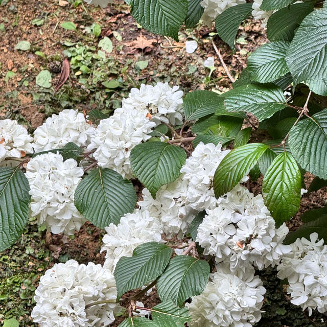 🌸 A Dreamy June Morning at Kyoto’s Hydrangea Wonderland — Yanagidani Kannon & Yanggu Temple 🌿✨