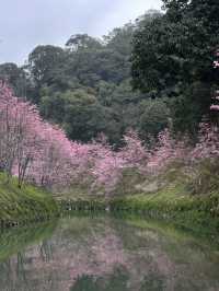 衫林溪🌲專屬櫻花河道櫻花林🌸