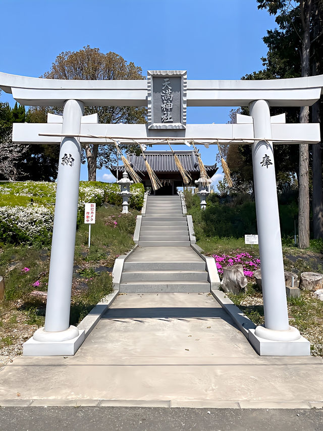 ┃兵庫稲美町┃1キロ続く曇川の桜