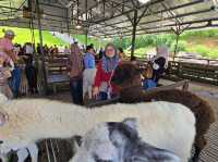 Sheep is sheep