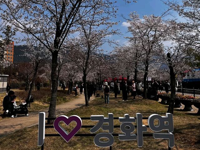 Spring’s Cherry Blossom Fantasy