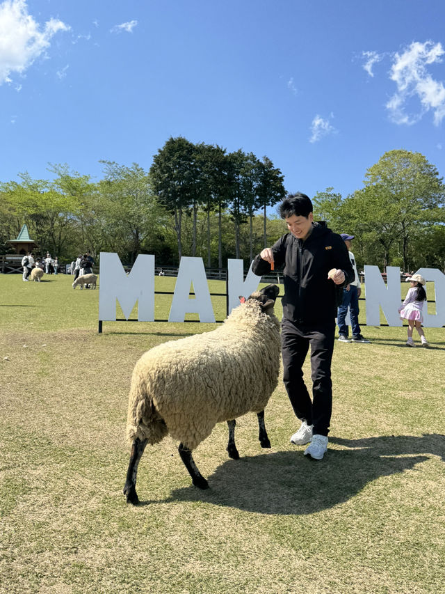 Makaino Farm 🐏🌾