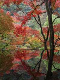 🍁ซักครั้งในชีวิต ฤดูใบไม้เปลี่ยนสี ต้องมาที่นี่!🍂