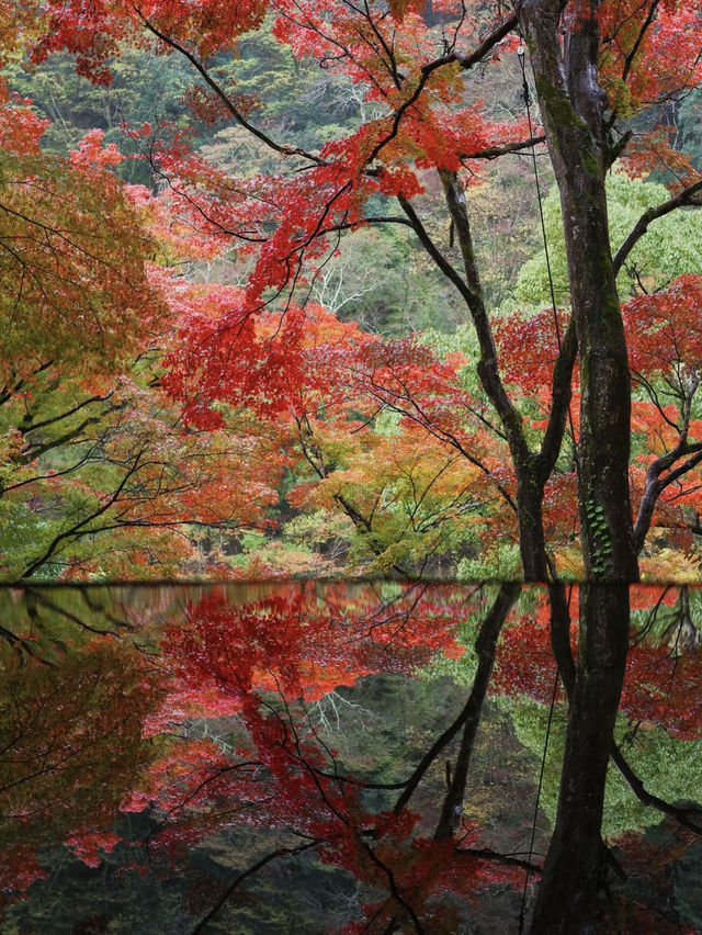 🍁ซักครั้งในชีวิต ฤดูใบไม้เปลี่ยนสี ต้องมาที่นี่!🍂