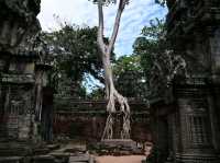 Jungle Ruins and Epic Tree Hugs