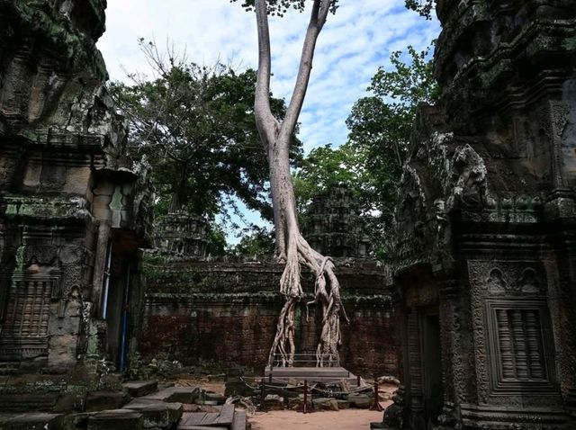 Jungle Ruins and Epic Tree Hugs