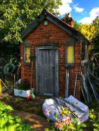 Whispers of Spring at Stoney Road Allotments 