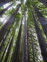 Great Otway National Park – VIC