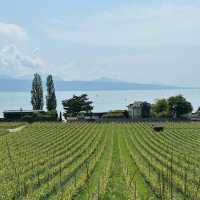 Lavaux Vineyard Terraces: A Summer Paradise of Sun, Wine & Alpine Views