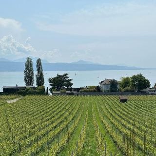 拉沃葡萄園梯田：陽光、美酒與阿爾卑斯山景的夏日天堂