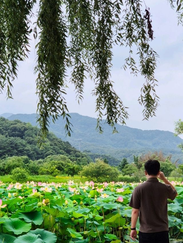 그윽하고 고매한 연꽃세상💚거창 여름창포원