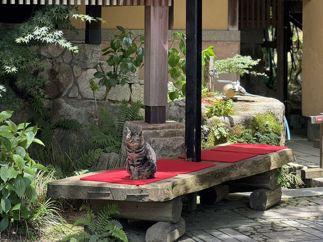 【佐賀】京都じゃないんです！緑のリフレクション🌳