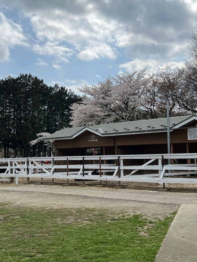 日本親子遊🇯🇵東京近郊，放羊體驗，千本松牧場🐴🐰🐄🐃🐑