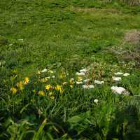 Onogame จุดชมวิวริมทะเล บน เกาะซาโดะ ⛰️🌼🇯🇵