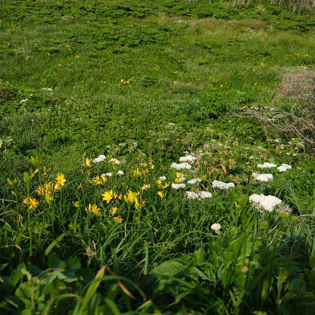 Onogame จุดชมวิวริมทะเล บน เกาะซาโดะ ⛰️🌼🇯🇵