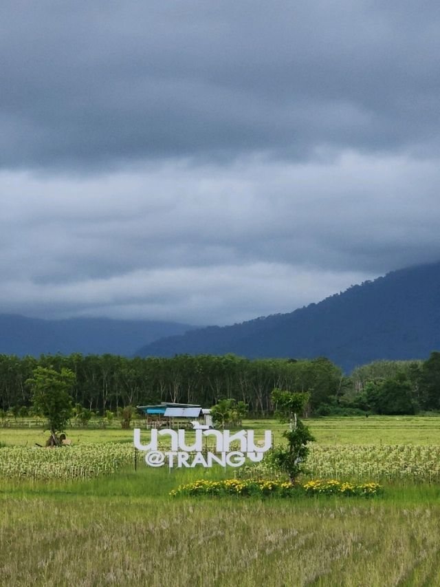 นาน้าหมู ฟาร์มสเตย์@ตรัง  ✨🌾