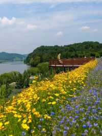 Flower Fields & Chill Walks in Haman’s Bloomy Wonderland