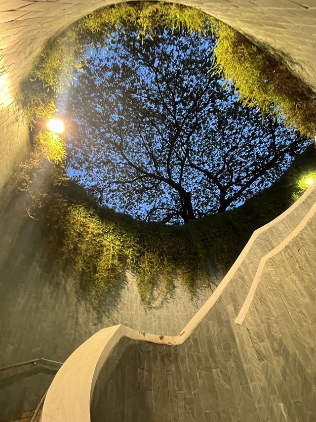🌿新加坡超夢幻樹洞📸｜福康寧「綠野仙蹤」+ 周邊公園路線全攻略！