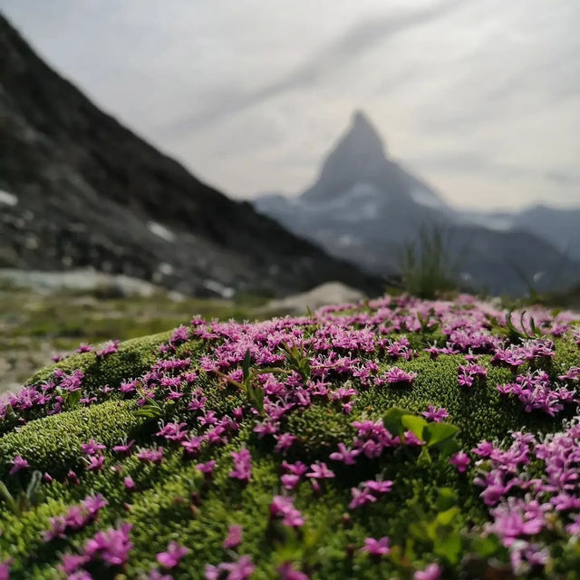 🏔️✨ Summer Weekend at the Matterhorn: Alpine Majesty & Adventure 