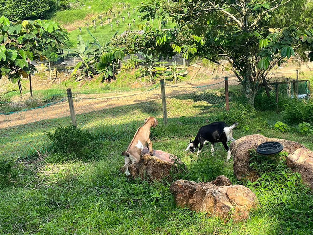 🌱 Talula Hill Farm Resort – A Refreshing Farm‑Stay Escape in Kluang