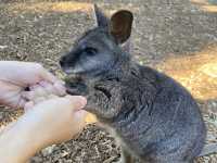 Featherdale Sydney Wildlife Park