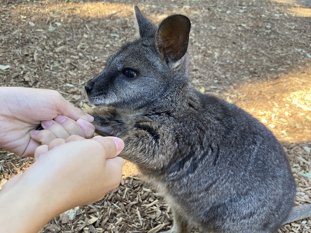 Featherdale Sydney Wildlife Park
