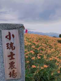 赤科山金針花｜藏在雲霧山巔的金黃奇蹟，花季限定的療癒仙境