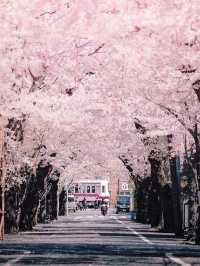 🌸東京櫻花季｜5大絕美賞櫻地全攻略 