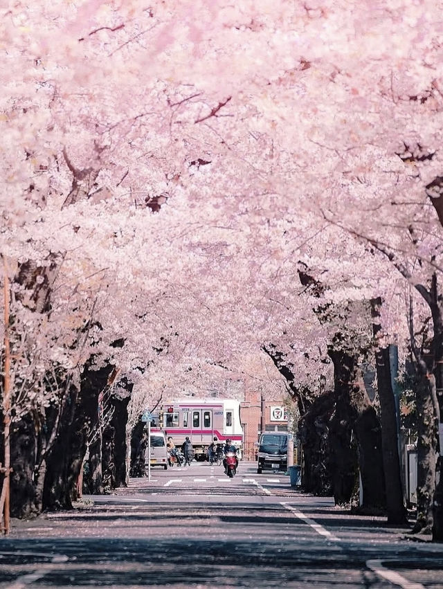 🌸東京櫻花季｜5大絕美賞櫻地全攻略 