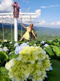 Hydrangea san (ไฮเดรนเยียซัง) ดอยแม่มอญ เชียงราย