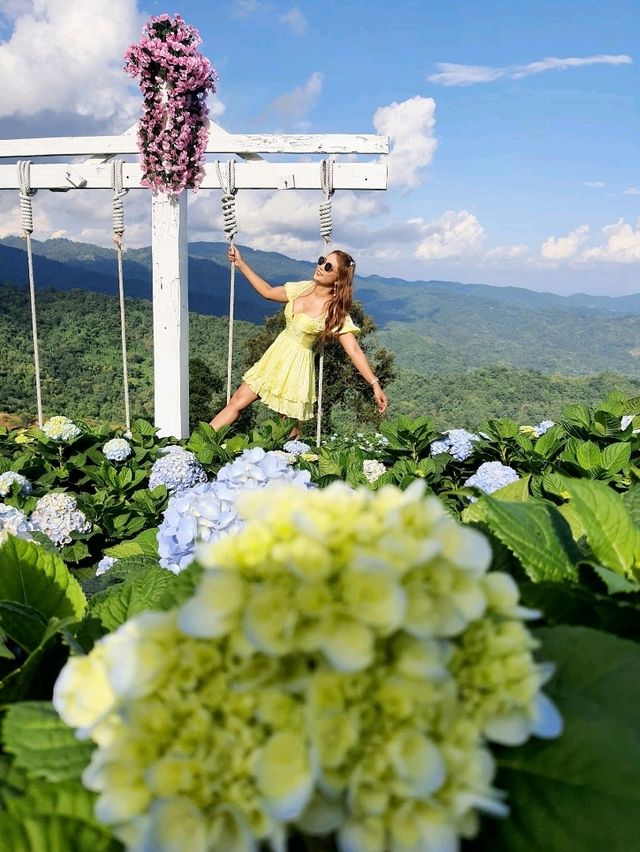 Hydrangea san (ไฮเดรนเยียซัง) ดอยแม่มอญ เชียงราย