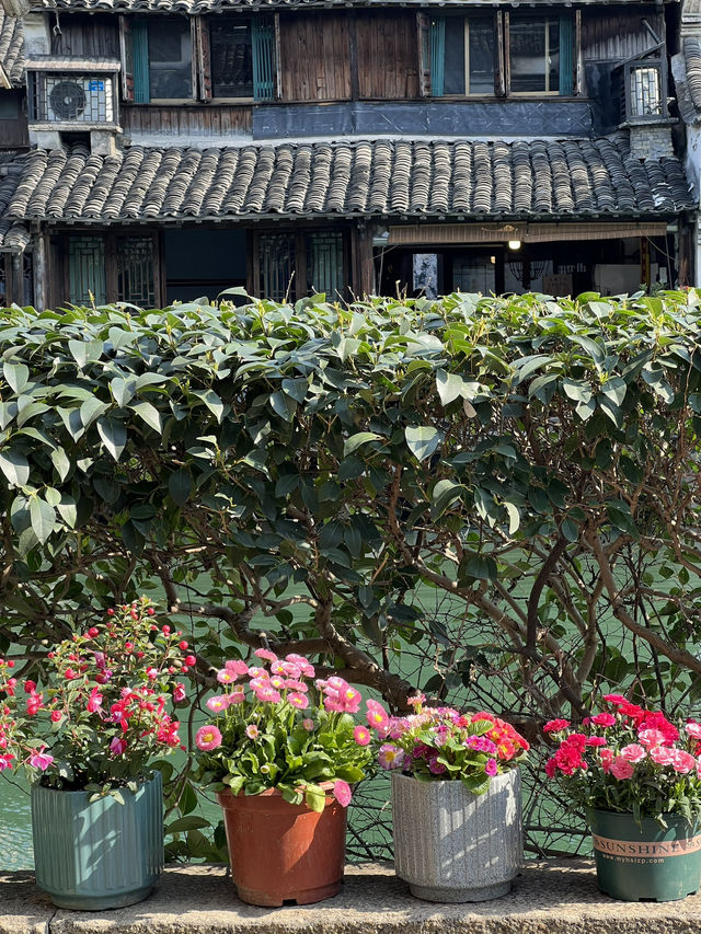 A peaceful morning in Wuzhen 
