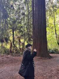 🌲紐西蘭最治癒的森林仙境｜紅木森林步道 Redwoods Forest 拍照打卡全攻略