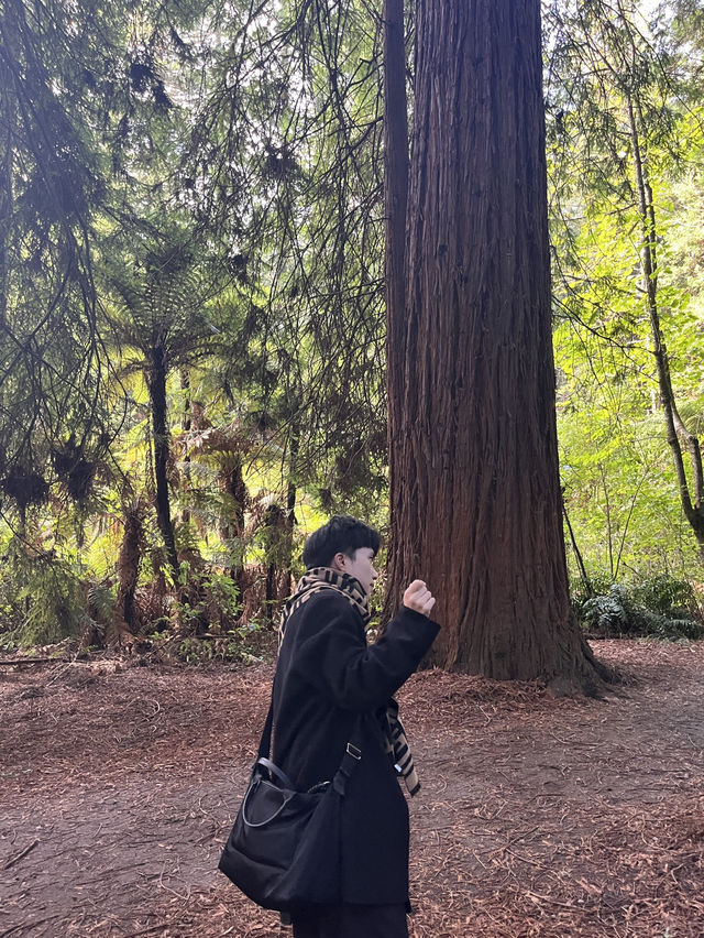 🌲紐西蘭最治癒的森林仙境｜紅木森林步道 Redwoods Forest 拍照打卡全攻略