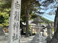 日本關西自駕遊 | 滋賀縣 | 白鬚神社