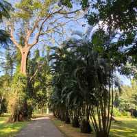 Leafy Wanders & Giant Palms