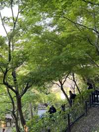 🌸🪷🌊 Hasedera Temple – Where Flowers Meet the Sea in Kamakura