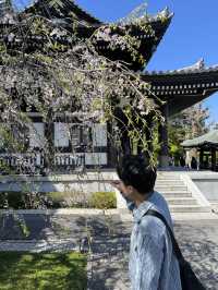 🌸🪷🌊 Hasedera Temple – Where Flowers Meet the Sea in Kamakura