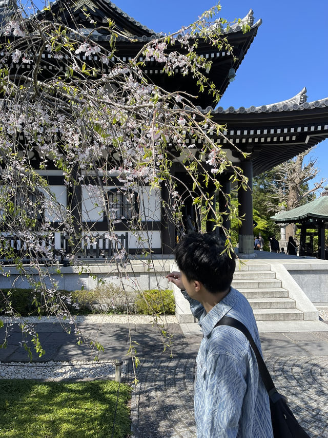 🌸🪷🌊 Hasedera Temple – Where Flowers Meet the Sea in Kamakura